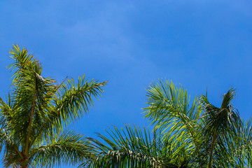 Fototapeta na wymiar Background with palm trees leaves.
