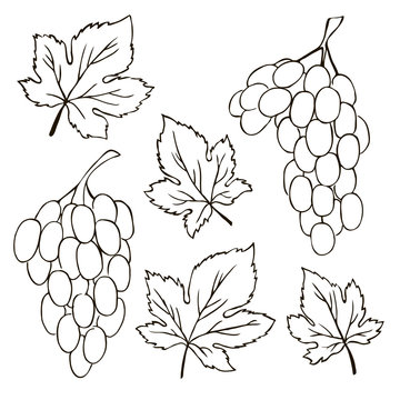 vector contour grape fruit leaf coloring book