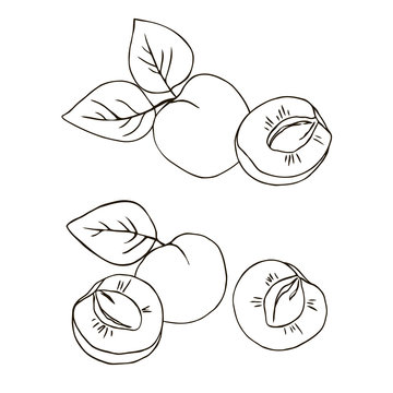 vector contour apricot fruit leaf whole and half coloring book
