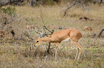 Small klipspringer antelope, Oreotragus Oreotragus, Kruger National Park safari animals, South Africa