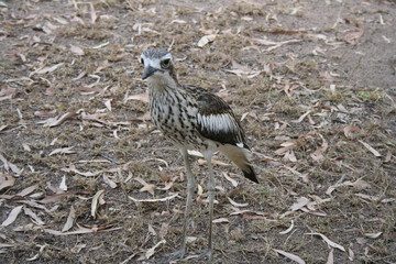 bush stone-curlew