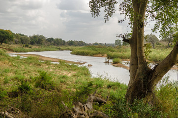 Olifants river landscape savannah, Kruger park,  South africa