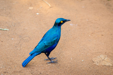 Blue-eared starling bird in the ground, Kruger National Park, South Africa