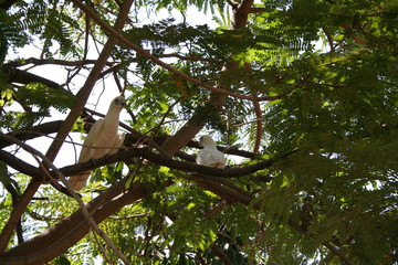 group of white cockatoos in a tree branch