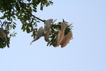 group of white cockatoos in a tree branch