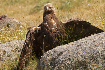 Old female of Golden eagle. Aquila chrysaetos