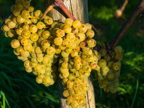 Weintrauben am Rebstock uim Herbst