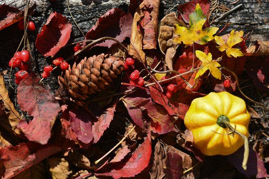 I colori dell'autunno