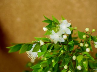 Myrtle Flowers