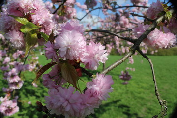 Wiosenne kwiaty na drzewie