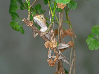 Brown Lizard on Branch Isolated on Nature Background