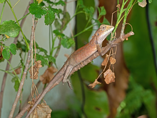 Brown Lizard on Branch Isolated on Nature Background