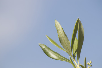 Green olive tree full of leaves with many details in a blue sky