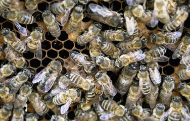 Queen Bee Close Up