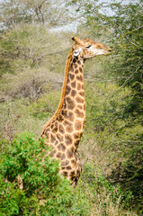 Giraffe eating leaves tree  Kruger park safari animals. South Africa