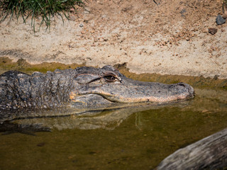 Crocodile
