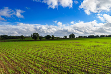 Fototapeta na wymiar Green farm field at sunny day in United Kingdom