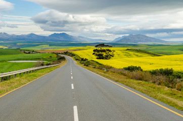 Countryside towards Hermanus, yellow fields landscape, South Africa