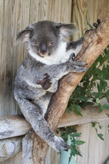 koala is climbing on a tree branch, australia
