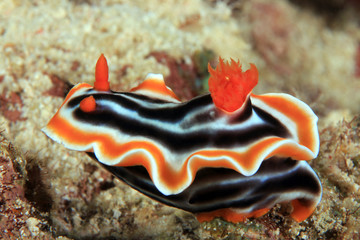 Magnificent Chromodoris (Chromodoris magnifica). Moalboal, Philippines