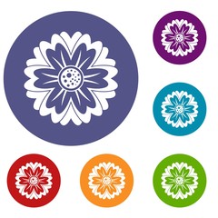 Flower icons set in flat circle red, blue and green color for web
