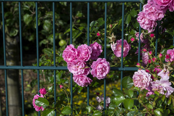 The blooming bushes of roses in the garden. Close up.