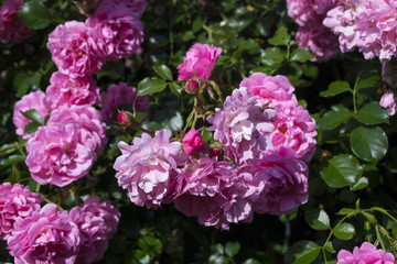 The blooming bushes of roses in the garden. Close up.