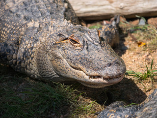 Crocodile