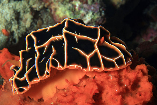 Reticulidia Halgerda on a Coral. Moalboal, Philippines