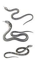 Reptile illustration