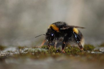 Macro Bee