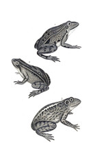 Reptile illustration