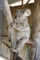 koala is climbing on a tree branch, australia