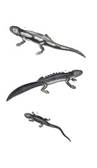 Reptile illustration