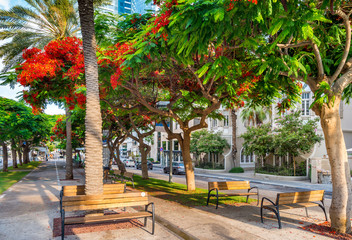 Cityscape of  Rothschild boulevard  in Tel Aviv, Israel. - obrazy, fototapety, plakaty