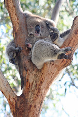 Koala Joey On Mothers Back on a tree branch, Australia