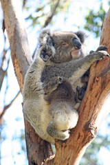 Koala Joey On Mothers Back on a tree branch, Australia