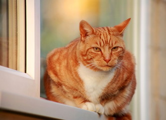Close up photo of red cat sitting on a window' s sill.