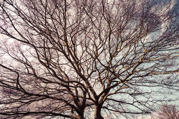 Naked branches of a tree against the sky