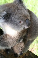 koala is climbing on a tree branch, australia