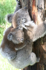 Koala Joey On Mothers Back on a tree branch, Australia