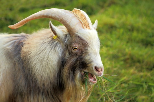 Close up image of a male or billy pygmy goat eating grass on the farm.