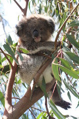 koala is climbing on a tree branch, australia