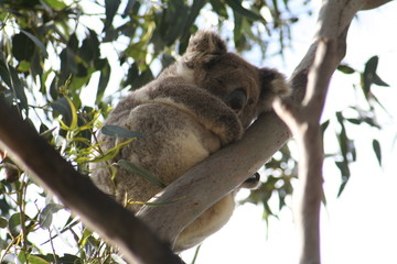 koala is climbing on a tree branch, australia