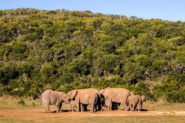 Elephants family, Addo elephants park, South Africa