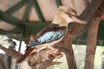kookaburra, a typical australian bird