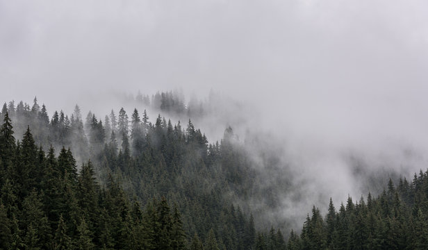 Fototapeta Foggy Pine Forest. Dense pine forest in morning mist.
