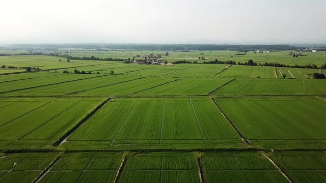 Risaia slow motion con drone