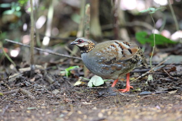 Rufous-throated partridge (Arborophila rufogularis) in Da lat, Vietnam