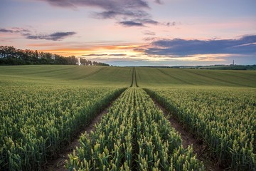 landscape with field and blue sky